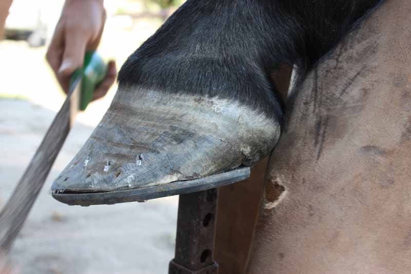 Pied avant d'un cheval ferré.