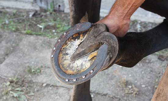 Pied antérieur d'un cheval ferré.