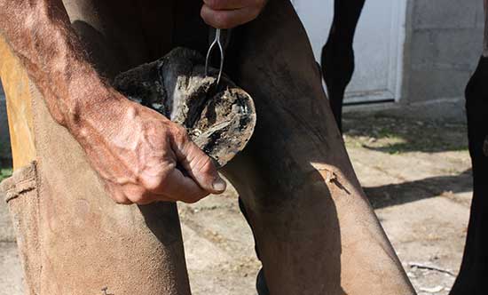 Parage du pied d'un cheval